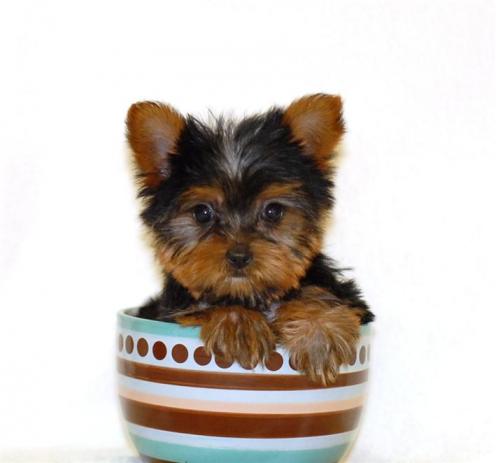   Puppies on Tea Cup Yorkie Puppies